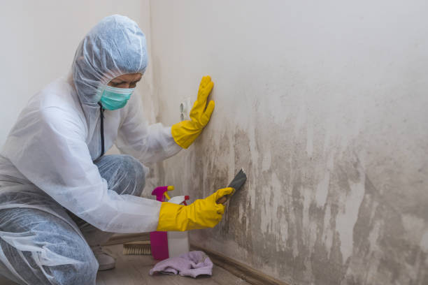 Home Mold Removal in Wilsonville, OR