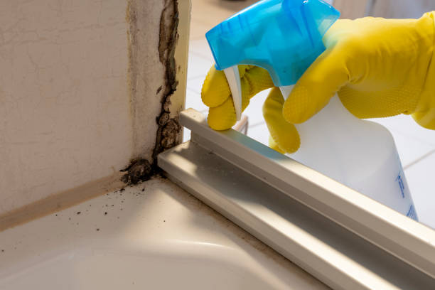 Best Mold Cleaning Services  in Wilsonville, OR