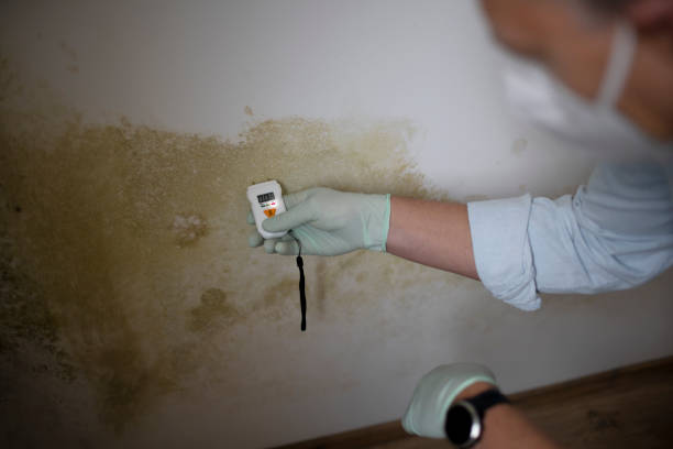 Wilsonville, OR Mold Removal Company