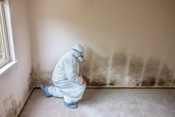 Best Crawl Space Mold Removal  in Wilsonville, OR