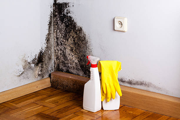 Best Mold Testing  in Wilsonville, OR