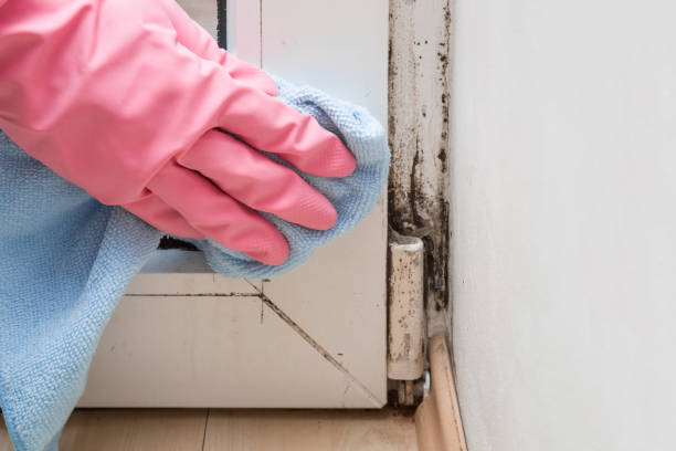 Best Mold Inspection  in Wilsonville, OR