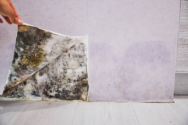 Best Same-Day Mold Removal  in Wilsonville, OR